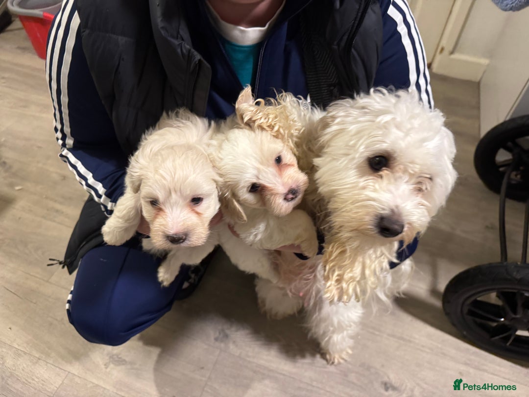 Maltese dogs for sale: Bichone Maltese  - Advert 6