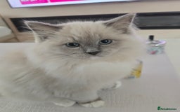 Ragdoll cats for sale: Bella,jordan,gucci,lylia - Advert 2