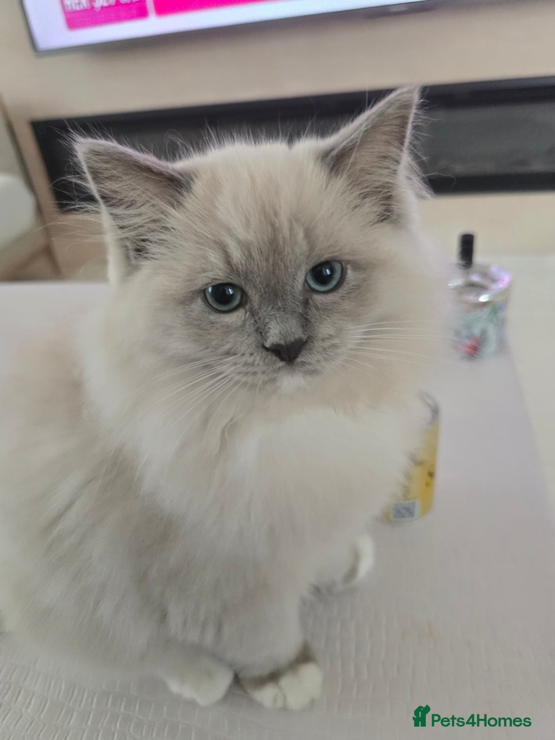 Ragdoll cats for sale: Bella,jordan,gucci,lylia - Advert 2