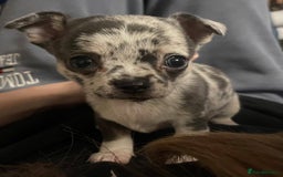 Mixed Breed dogs for sale: Chihuahua with a bit of French Bulldog puppies - Advert 12