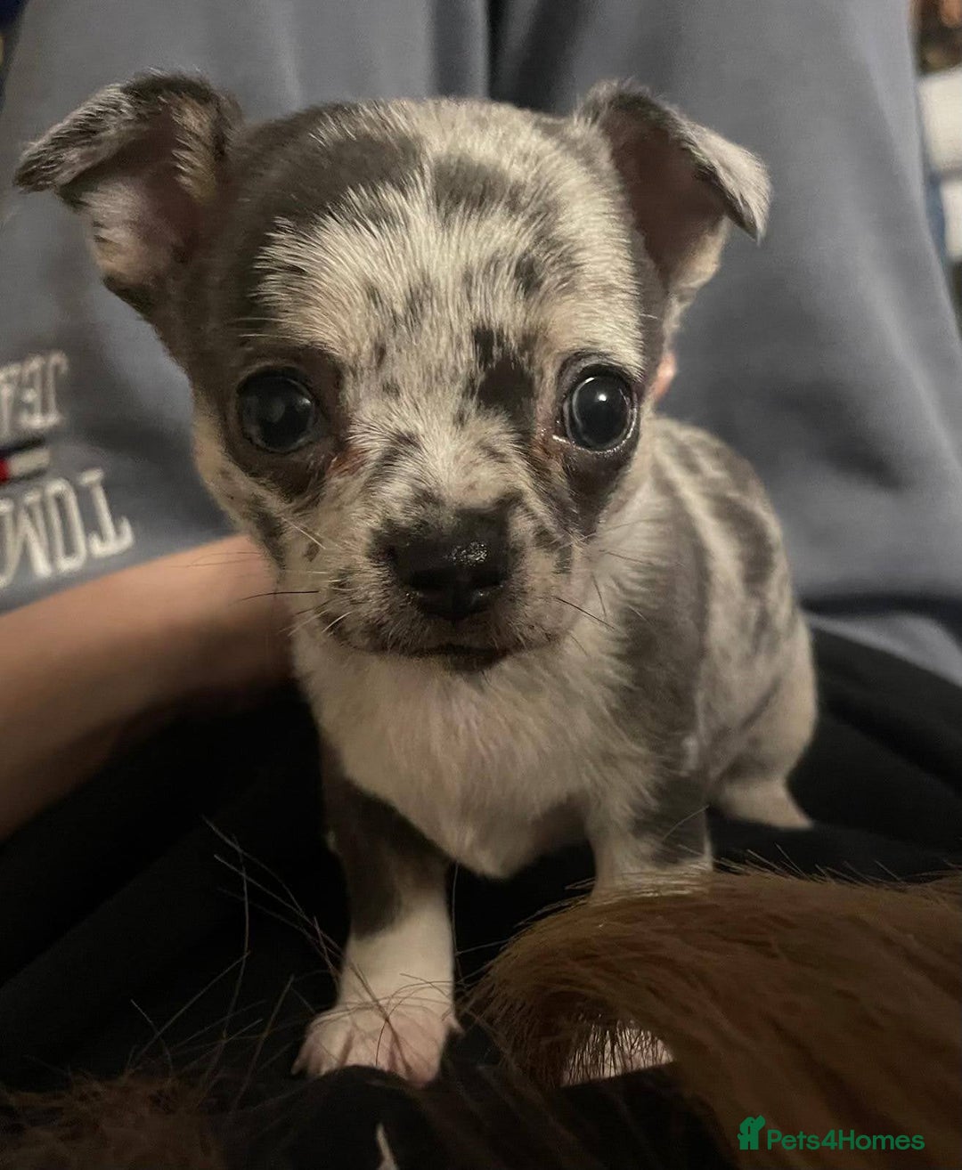 Mixed Breed dogs for sale: Chihuahua with a bit of French Bulldog puppies - Advert 12