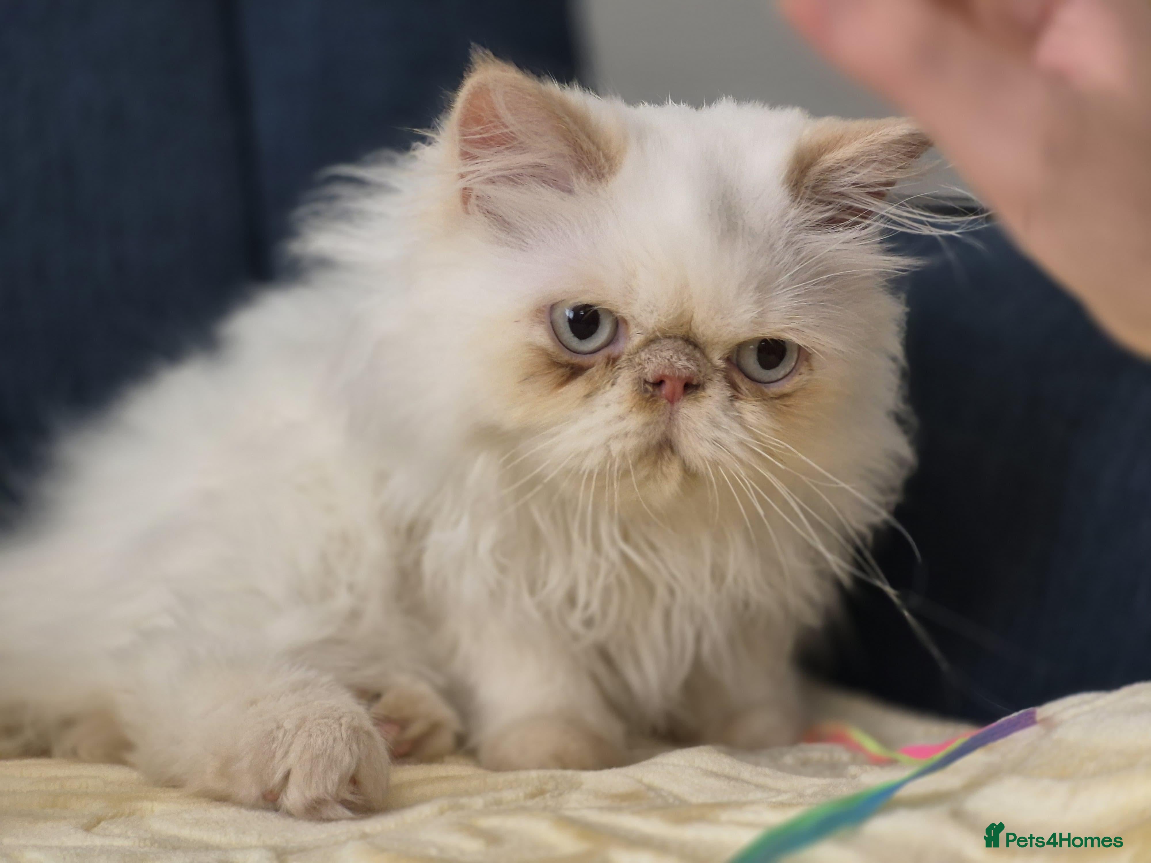 Persian cats Himalayan Persian kitten - Advert 11