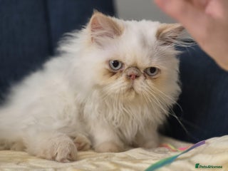 Persian cats - Advert 11