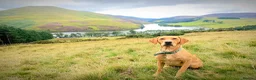 Labrador Retriever dogs for sale: Beautiful Litter of 10 Red Fox Labrador Puppies 🐾 - Advert 8