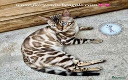Bengal cats for sale: 3 Beautiful Bengal Kittens for sale - Image 10