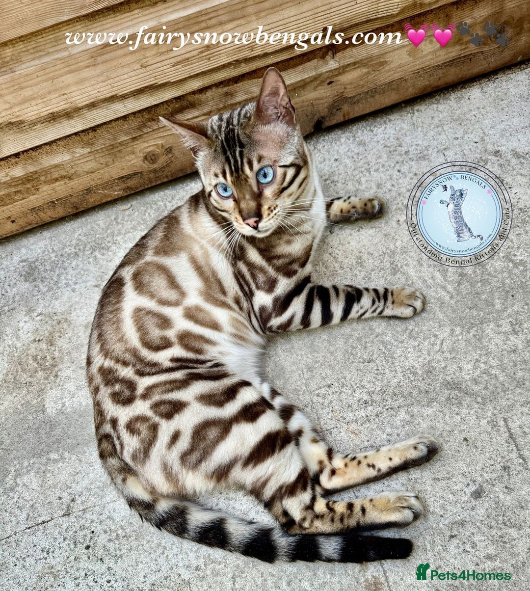 Bengal cats for sale: 3 Beautiful Bengal Kittens for sale - Image 10