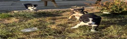 Border Collie dogs for sale: Beautiful pups - Advert 17