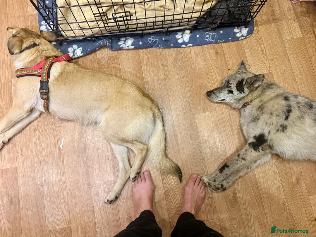 Mixed Breed dogs for adoption: 💙🐶 NICK(9 month) & ❤️🐶 MAILY (1 year)  - Advert 29