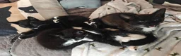 Mixed Breed cats for sale: Adorable kittens - Advert 21