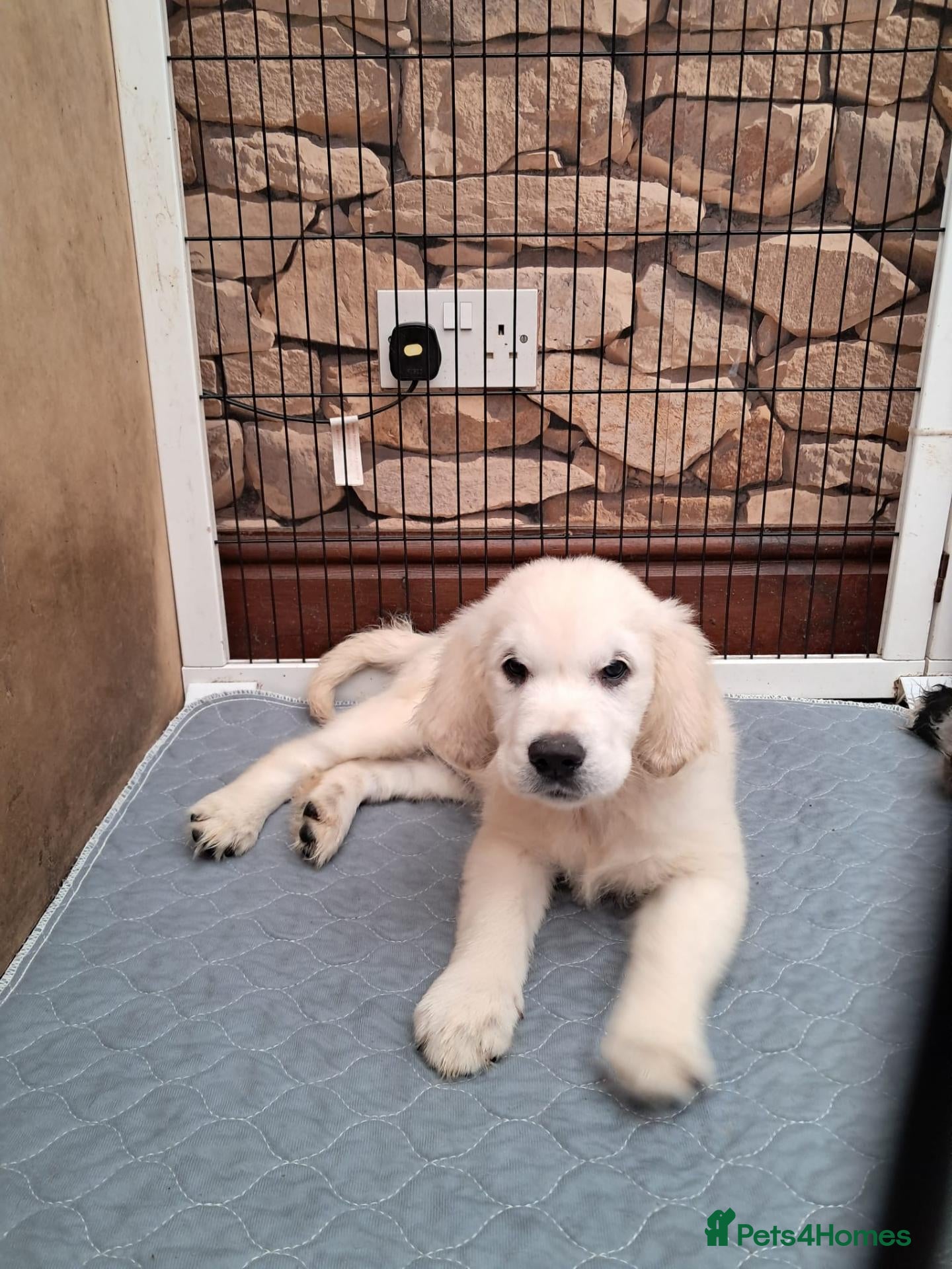 Golden Retriever dogs OUR BEAUTIFUL LITTLE GOLDEN GIRL  - Advert 2