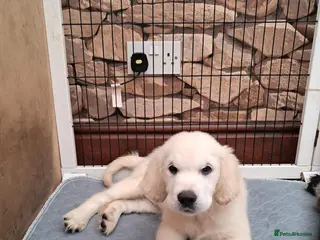 Golden Retriever dogs OUR BEAUTIFUL LITTLE GOLDEN GIRL - Advert 2