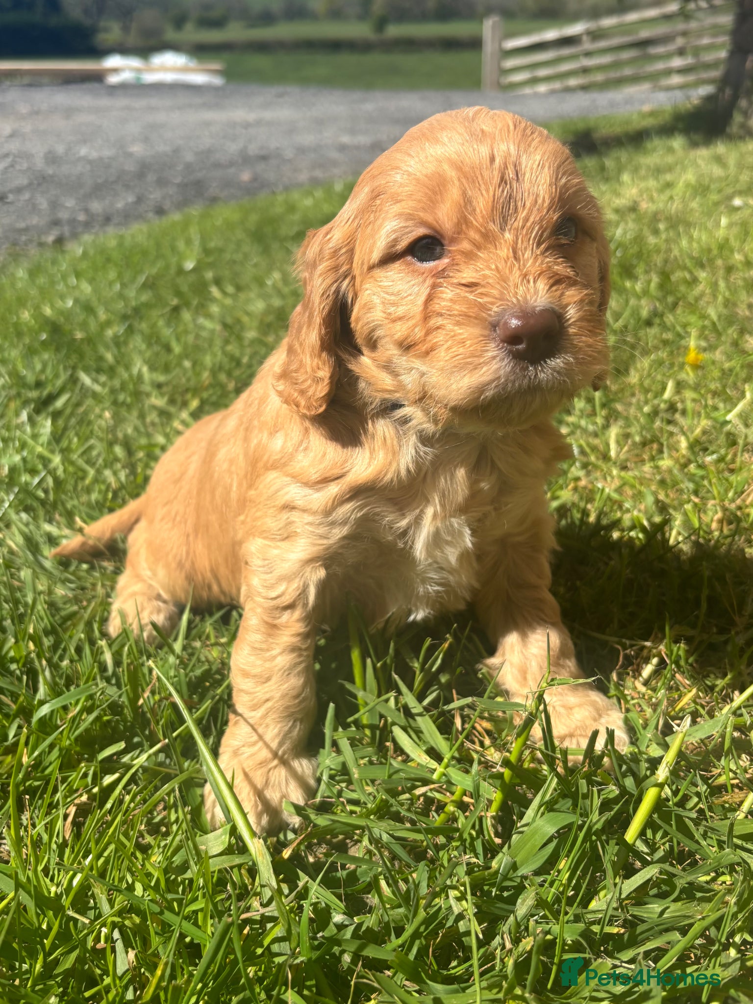 Cocker Spaniel dogs Stunning Cockapoo F1 Puppies KC Parents  - Advert 13