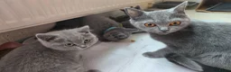 British Shorthair cats for sale: Purebred British Shorthair Kittens - 2 left! - Advert 9