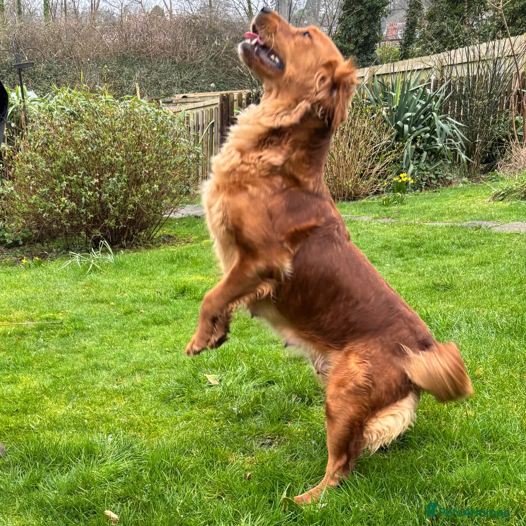 Golden Retriever dogs for sale: FOX RED PUPPIES Golden Retriever KC REG - Advert 17