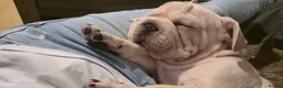 French Bulldog dogs for sale: French Bulldog  - Advert 21