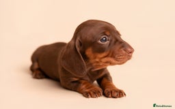 Miniature Dachshund dogs for sale: 🏆Champion KC Mini Dachshunds 0.4% COI 👌🏻 - Image 9