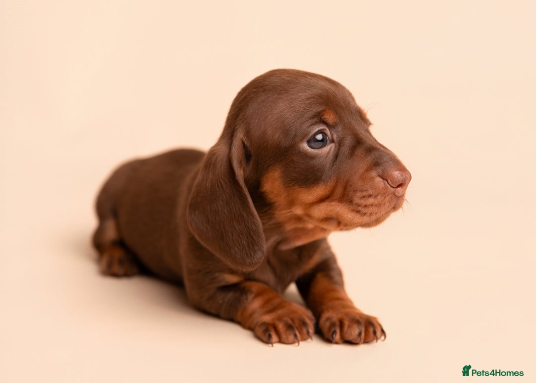 Miniature Dachshund dogs for sale: 🏆Champion KC Mini Dachshunds 0.4% COI 👌🏻 - Image 9
