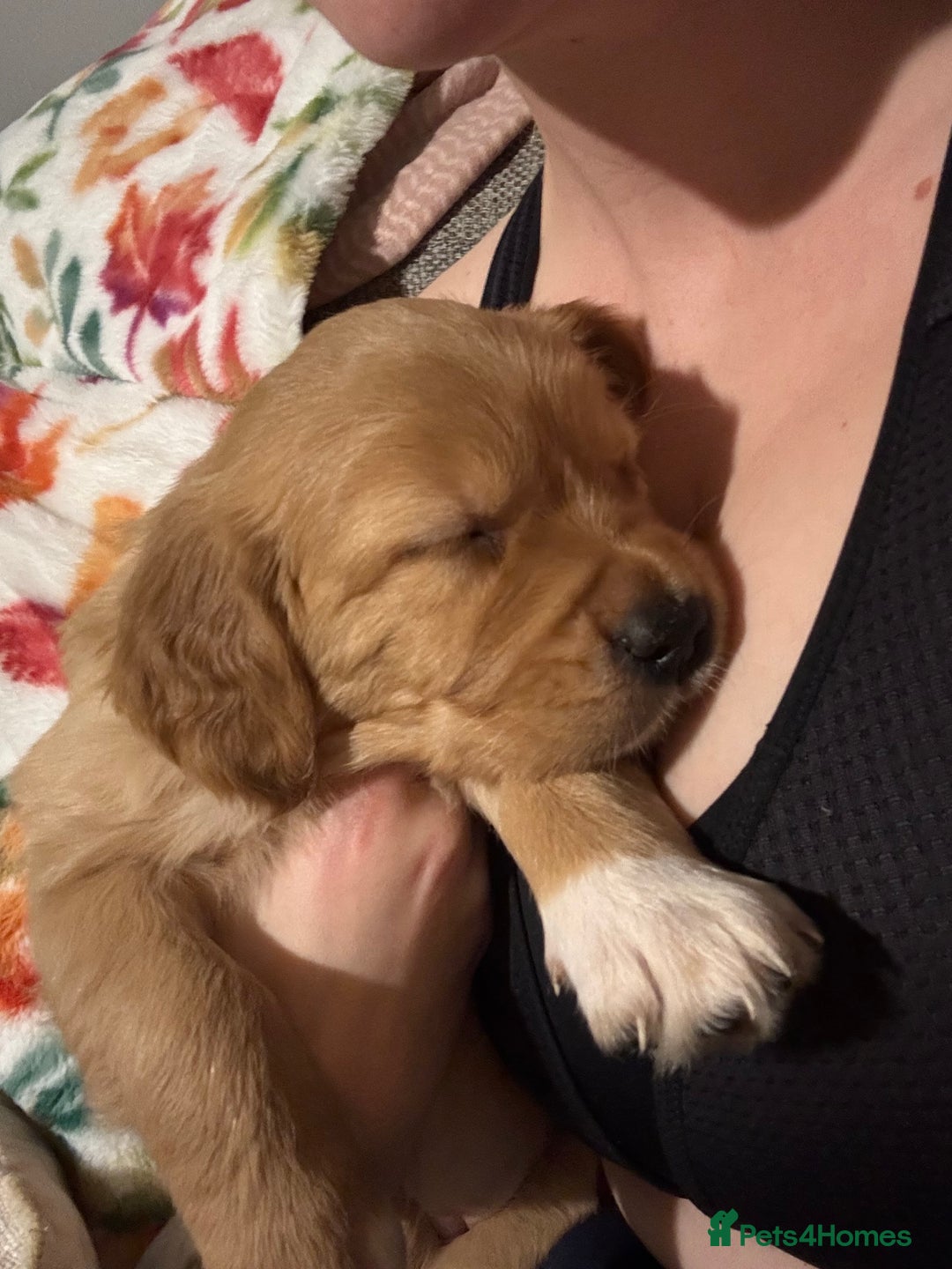 Golden Retriever dogs for sale: Beautiful Golden Retriever puppies  - Advert 27