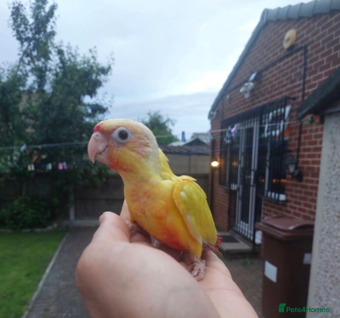 Conures birds Suncheek Conure Female - Advert 2