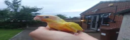 Conures birds for sale: Suncheek Conure Female - Advert 1