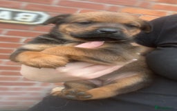 Mixed Breed dogs for sale: Stunning Rottweiler cross Belgian malinois  - Image 11