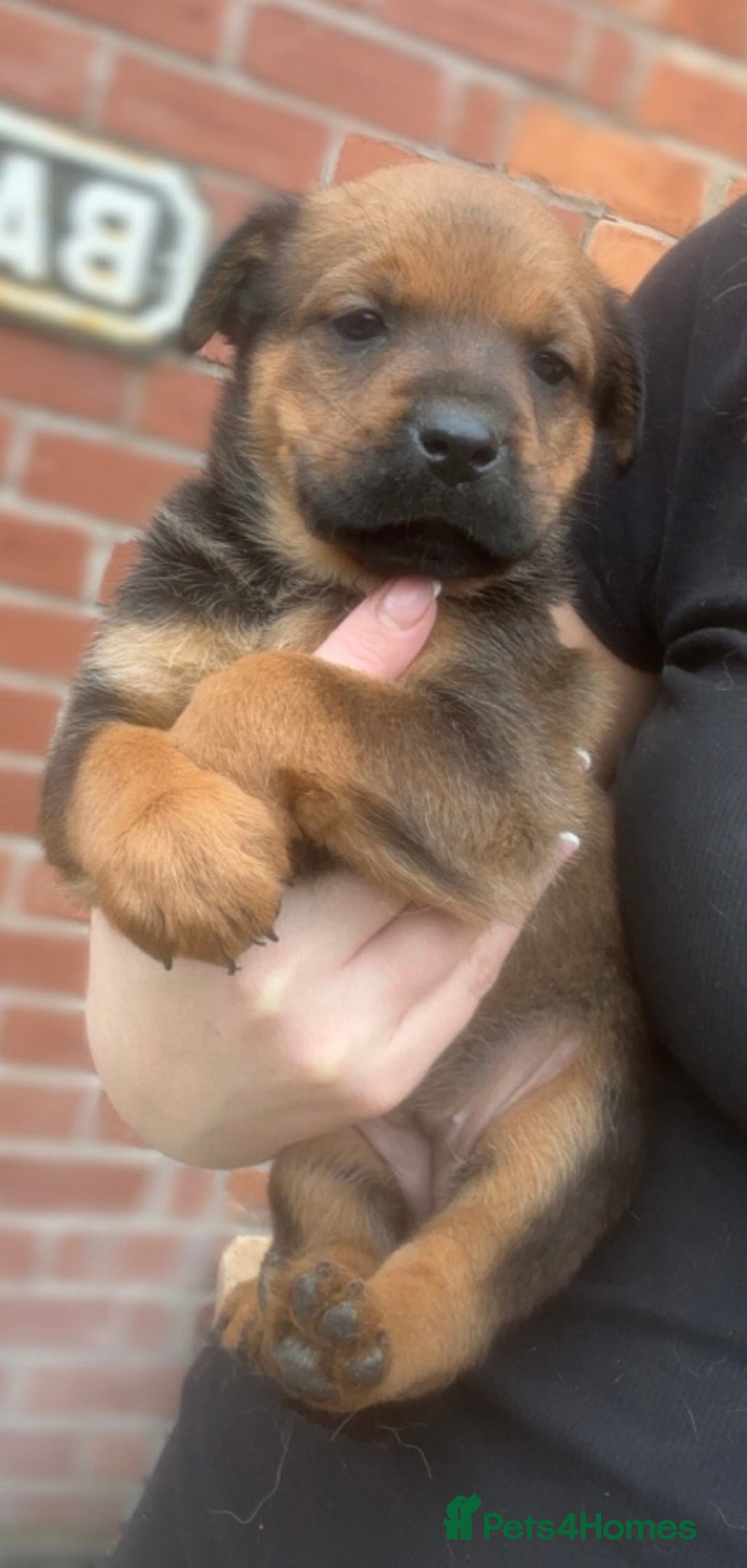 Mixed Breed dogs for sale: Stunning Rottweiler cross Belgian malinois  - Image 11