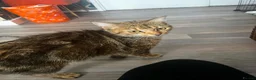 Domestic Shorthair cats for sale: Tabby kittens - Advert 2