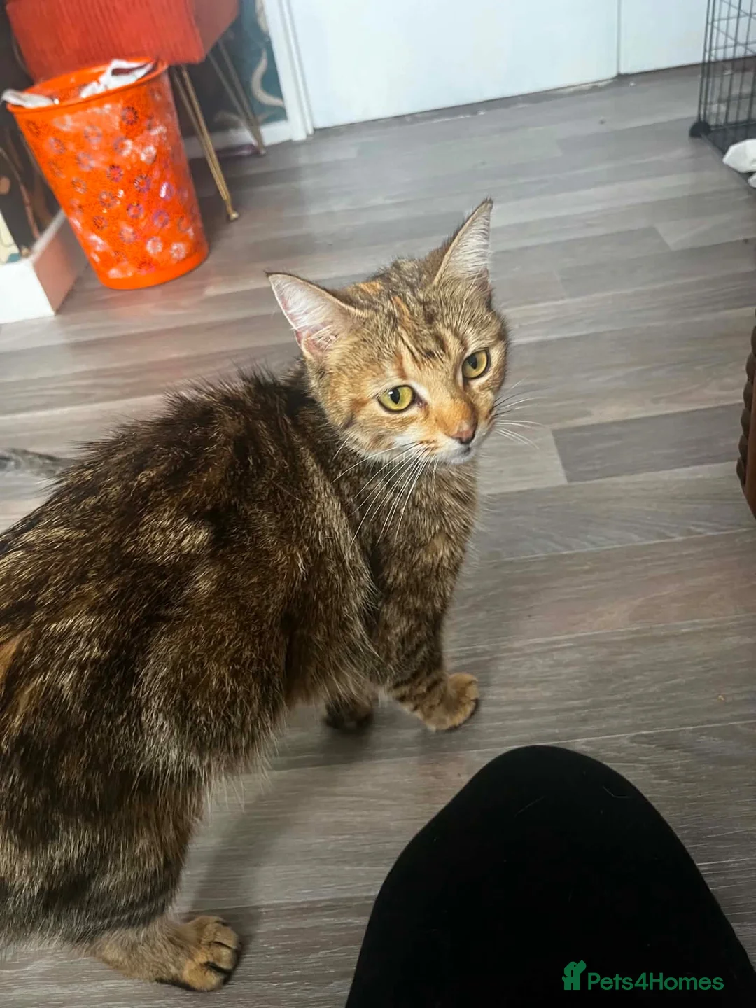 Domestic Shorthair cats for sale: Tabby kittens - Advert 2