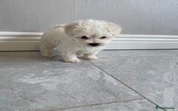 Maltipoo dogs for sale: 🐾 maltipoo puppy’s 🐾 - Image 11