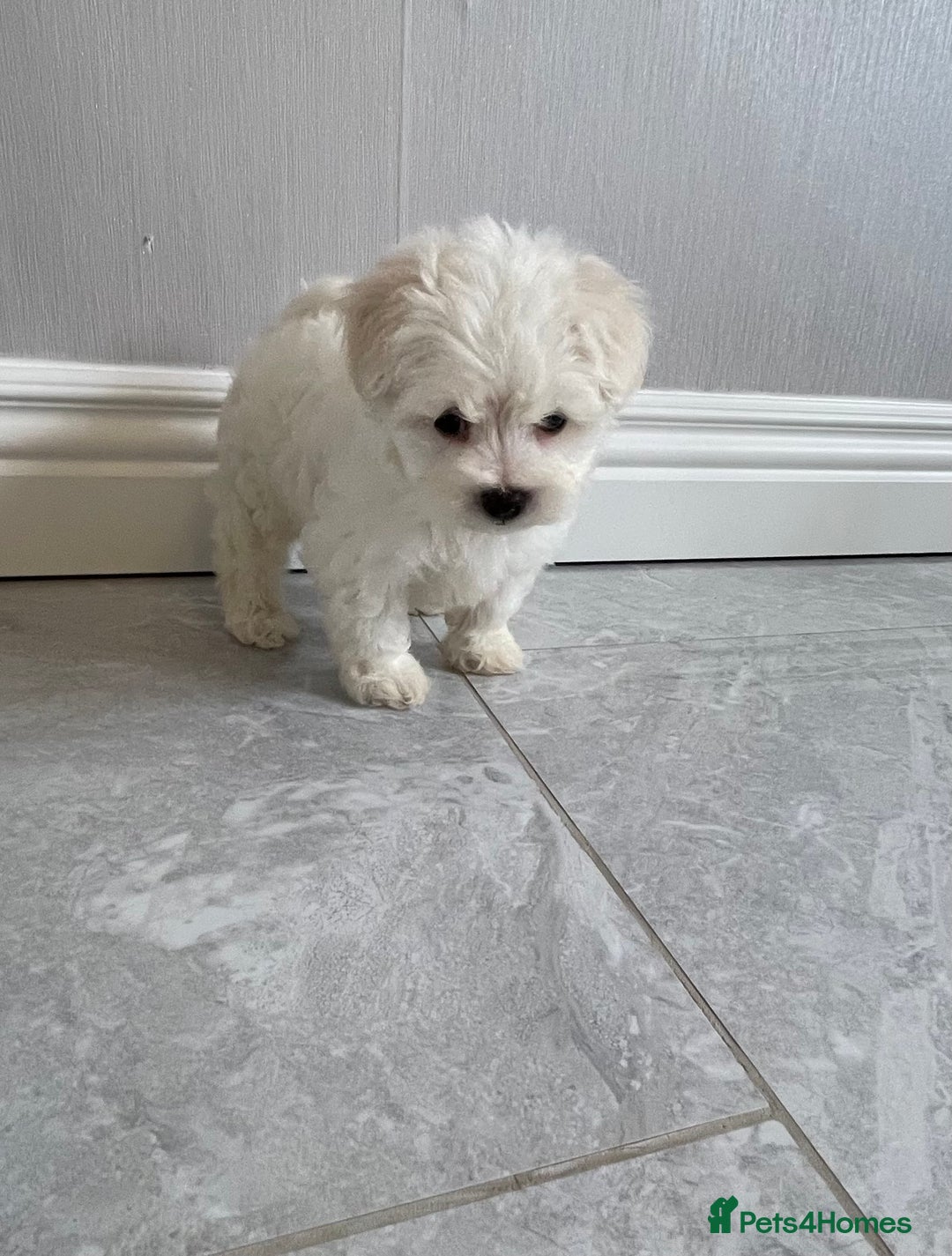 Maltipoo dogs for sale: 🐾 maltipoo puppy’s 🐾 - Image 11