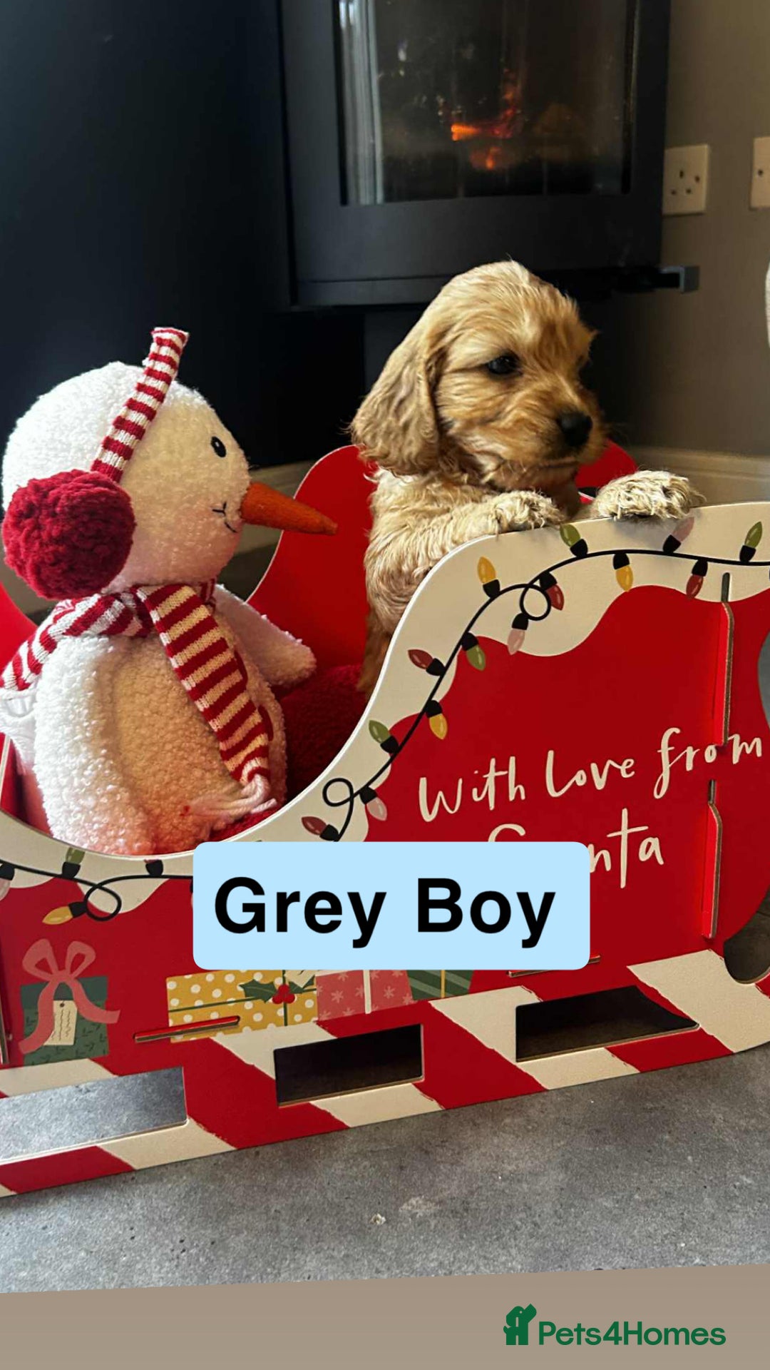 Cockapoo dogs for sale: F2 Cockapoo pups - Advert 12