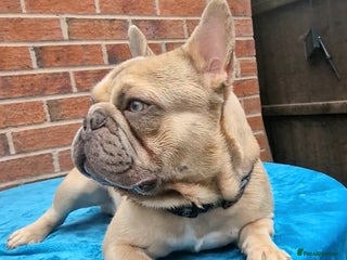 French Bulldog dogs in Liverpool - Advert 2