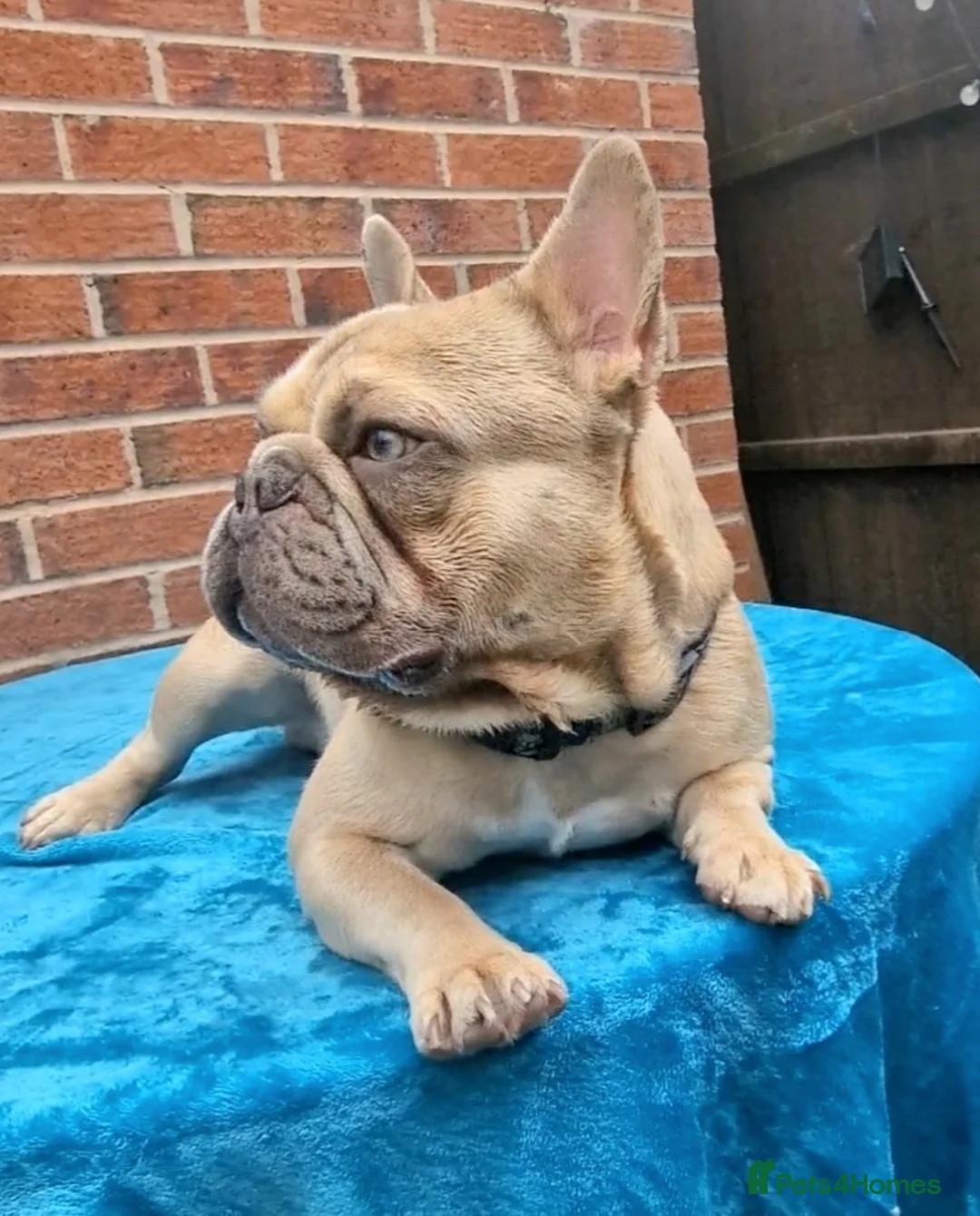 French Bulldog dogs for stud: ZUES L4 CARRIER in Liverpool - Advert 1