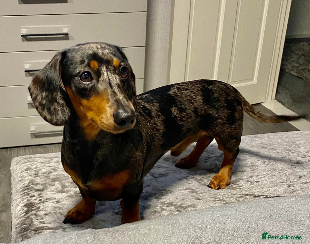 Miniature Dachshund dogs for stud: KC REG SILVER DAPPLE & TAN STUD CARRYING CREAM in Irvine - Advert 15
