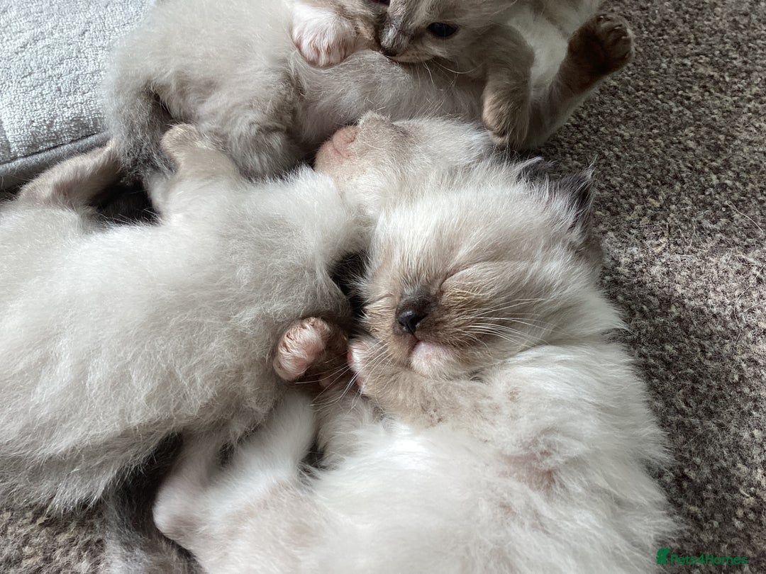 Ragdoll cats for sale: Adorable Ragdoll Kittens - Image 17