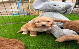 Cockapoo dogs for sale: Cockerpoo Puppies - Image 18