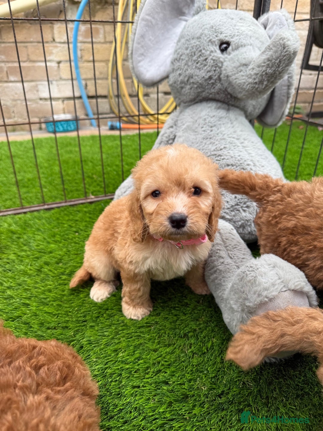 Cockapoo dogs for sale: Cockerpoo Puppies - Image 18