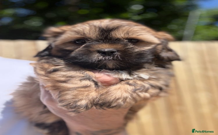 Shihpoo dogs - Advert 2