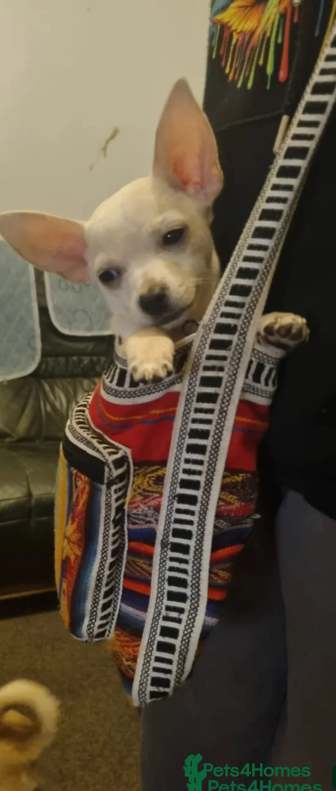 Chihuahua dogs for sale: 3/4 Chihuahua…1/4 Jack Russell. (JACKHUAHUA). - Advert 1