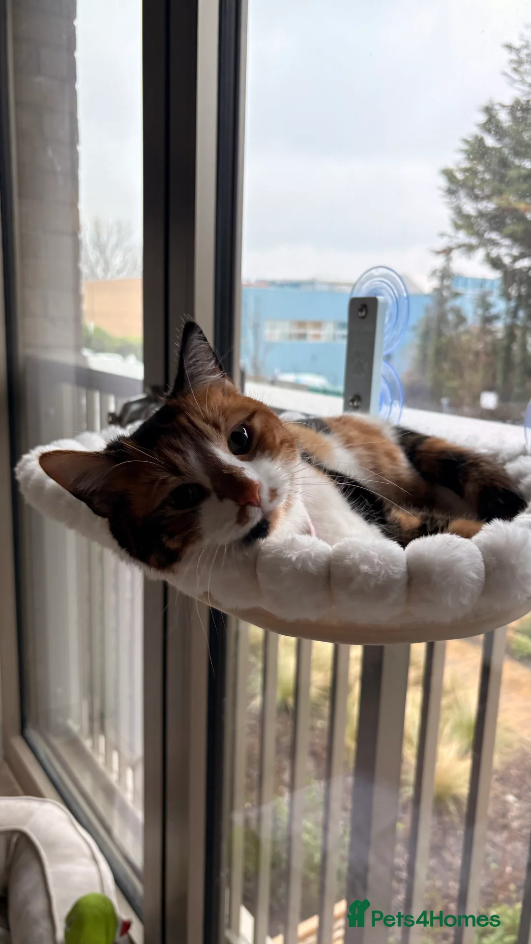 Mixed Breed cats for sale: Mochi Kimchi & Miso - Advert 7