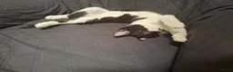 Mixed Breed cats for sale: 1 Gorgeous Female Kitten - Advert 12