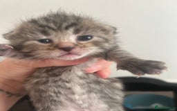 Siamese cats for sale: Lynx Point Siamese x bengal  - Image 3