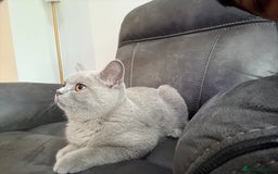 British Shorthair cats for sale: British short hair - Image 2