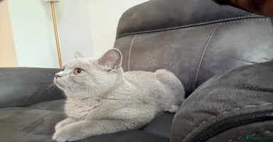 British Shorthair cats - Advert 7