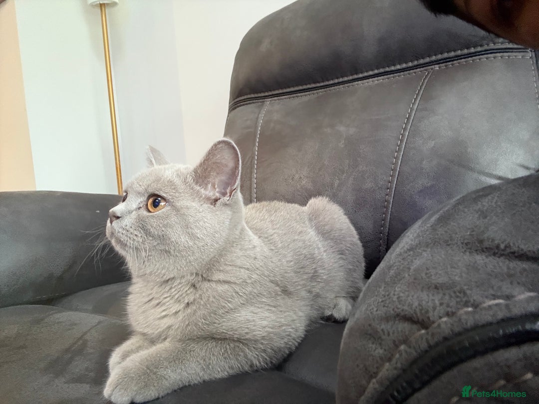 British Shorthair cats for sale: British short hair - Image 2