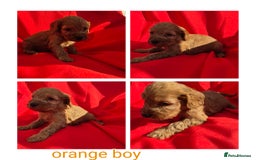 Cockapoo dogs for sale: cockerpoo puppies  - Image 5