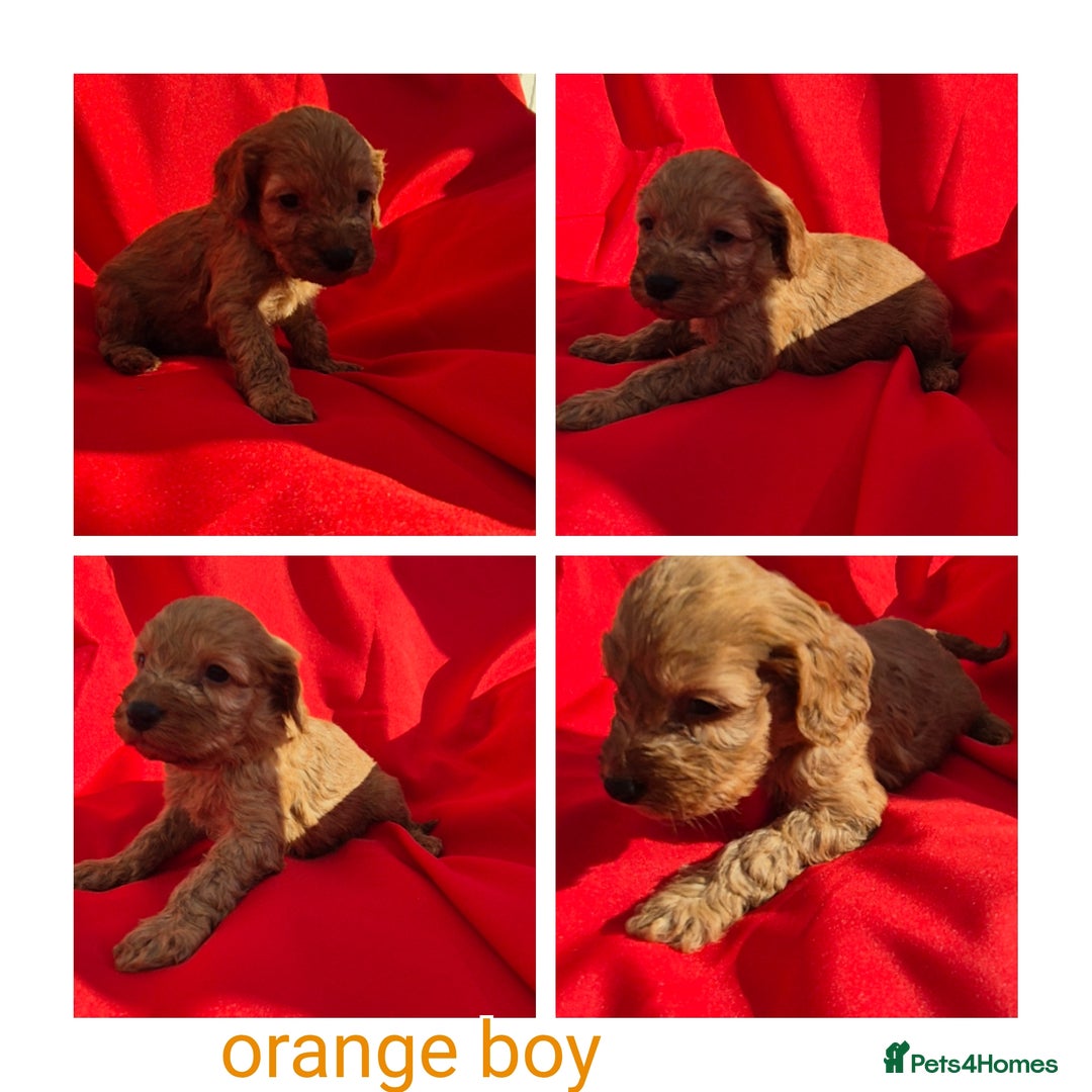 Cockapoo dogs for sale: cockerpoo puppies  - Image 5