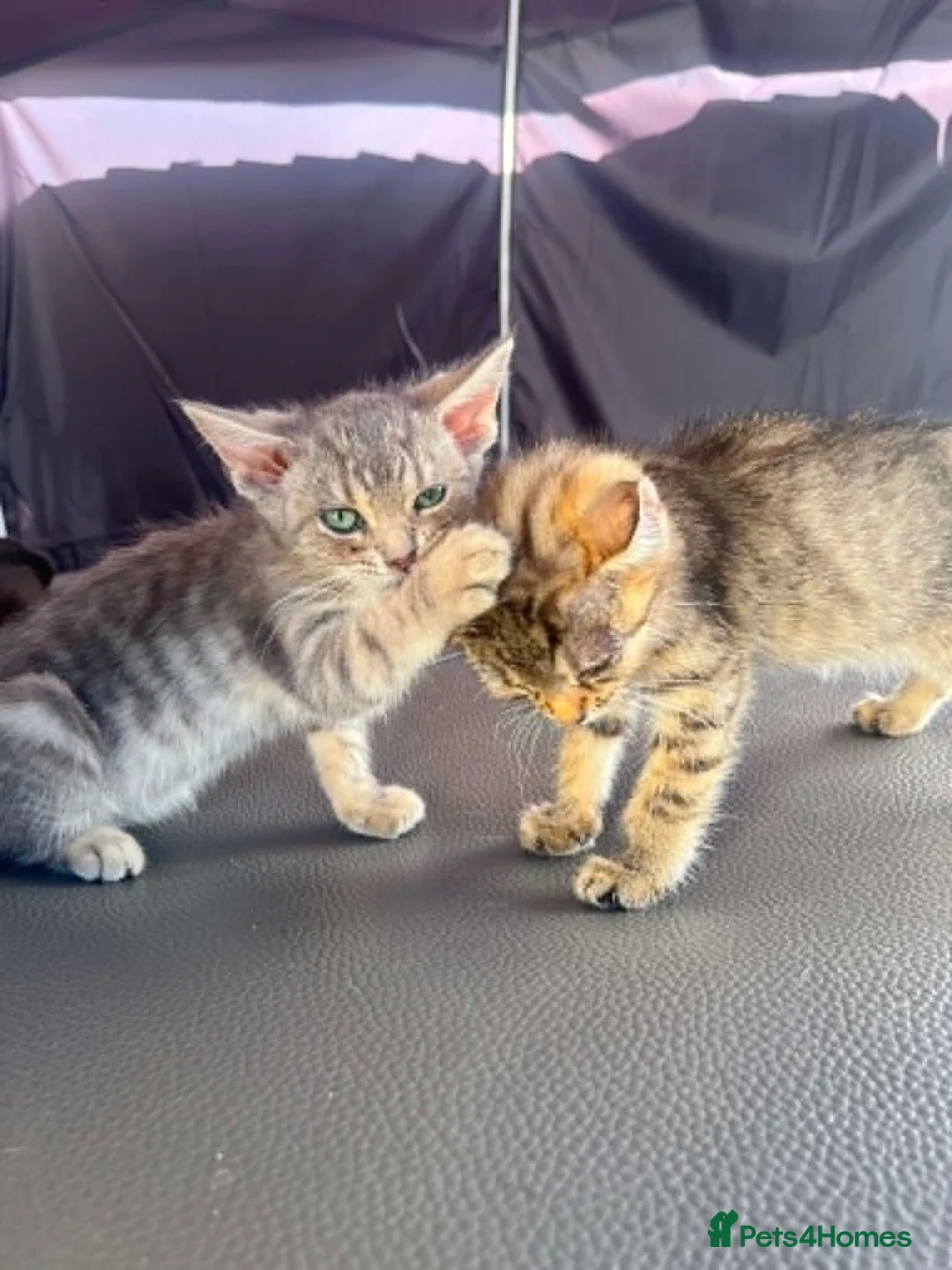British Shorthair cats for sale: Beautiful British Shorthair Kitten  - Advert 2