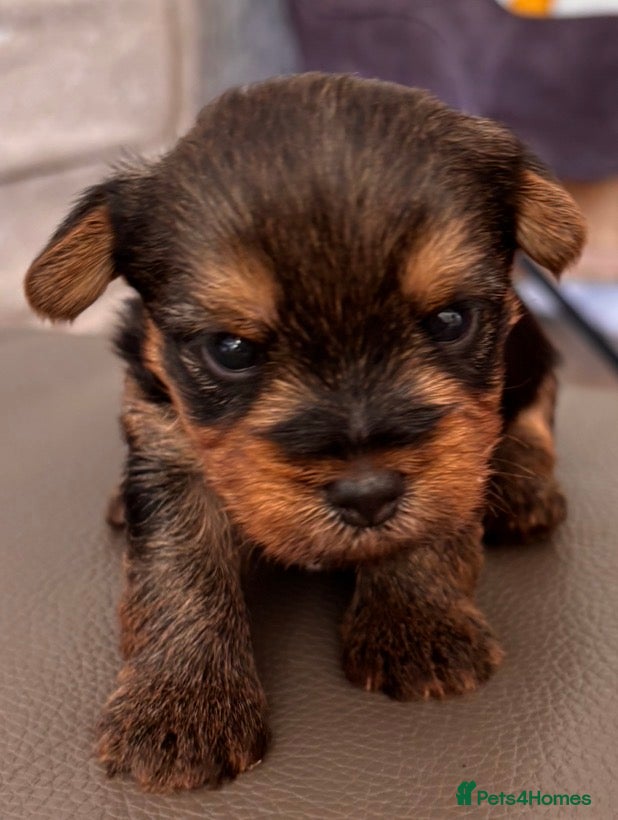 Yorkshire Terrier dogs Yorkshire terrier litter of 5 in Guildford - Advert 9