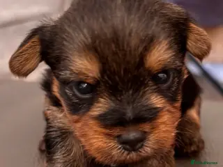 Yorkshire Terrier dogs Yorkshire terrier litter of 5 in Guildford - Advert 9